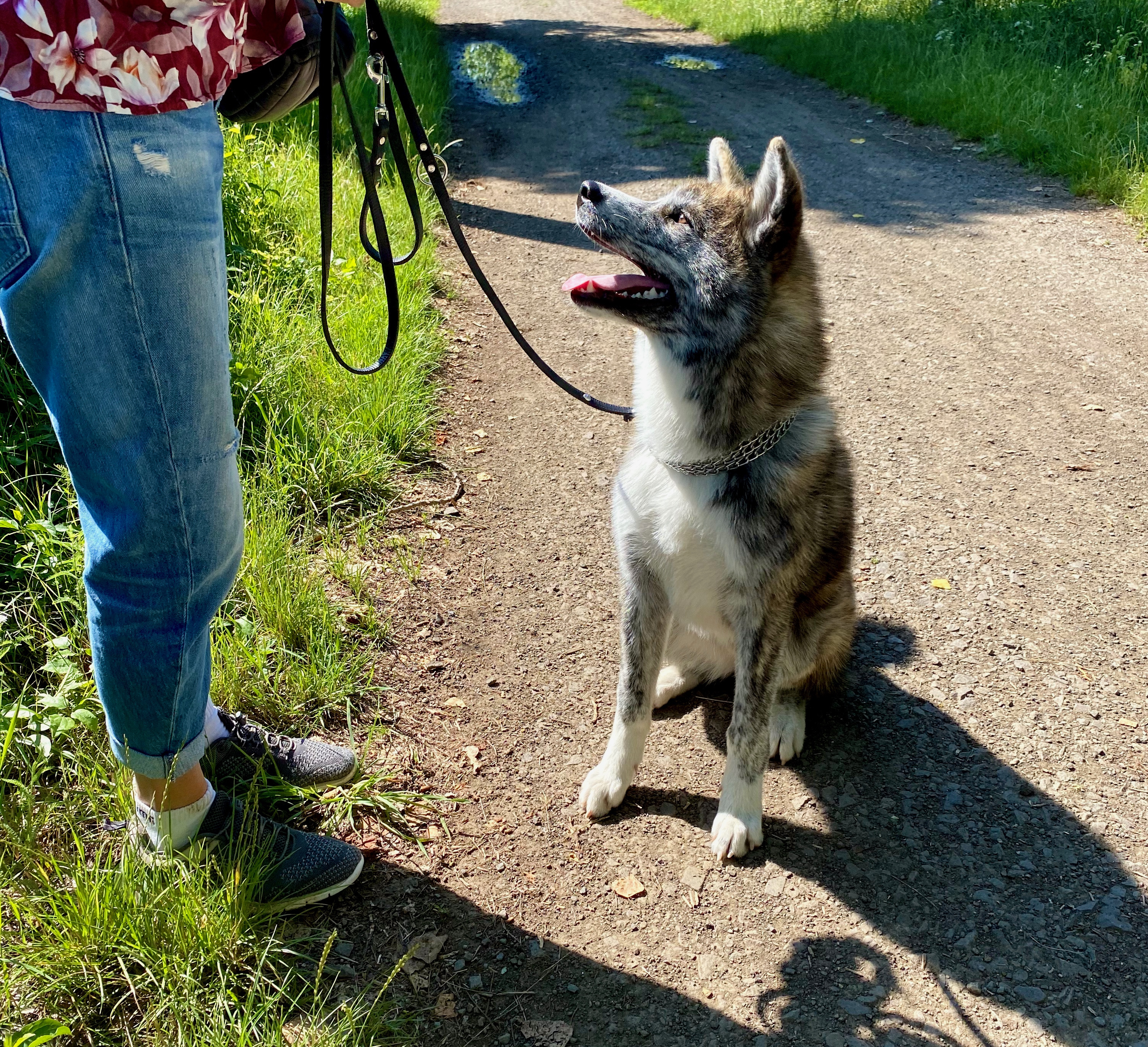 EInzeltraining, ein Hund-Mensch-Team auf einem Feldweg