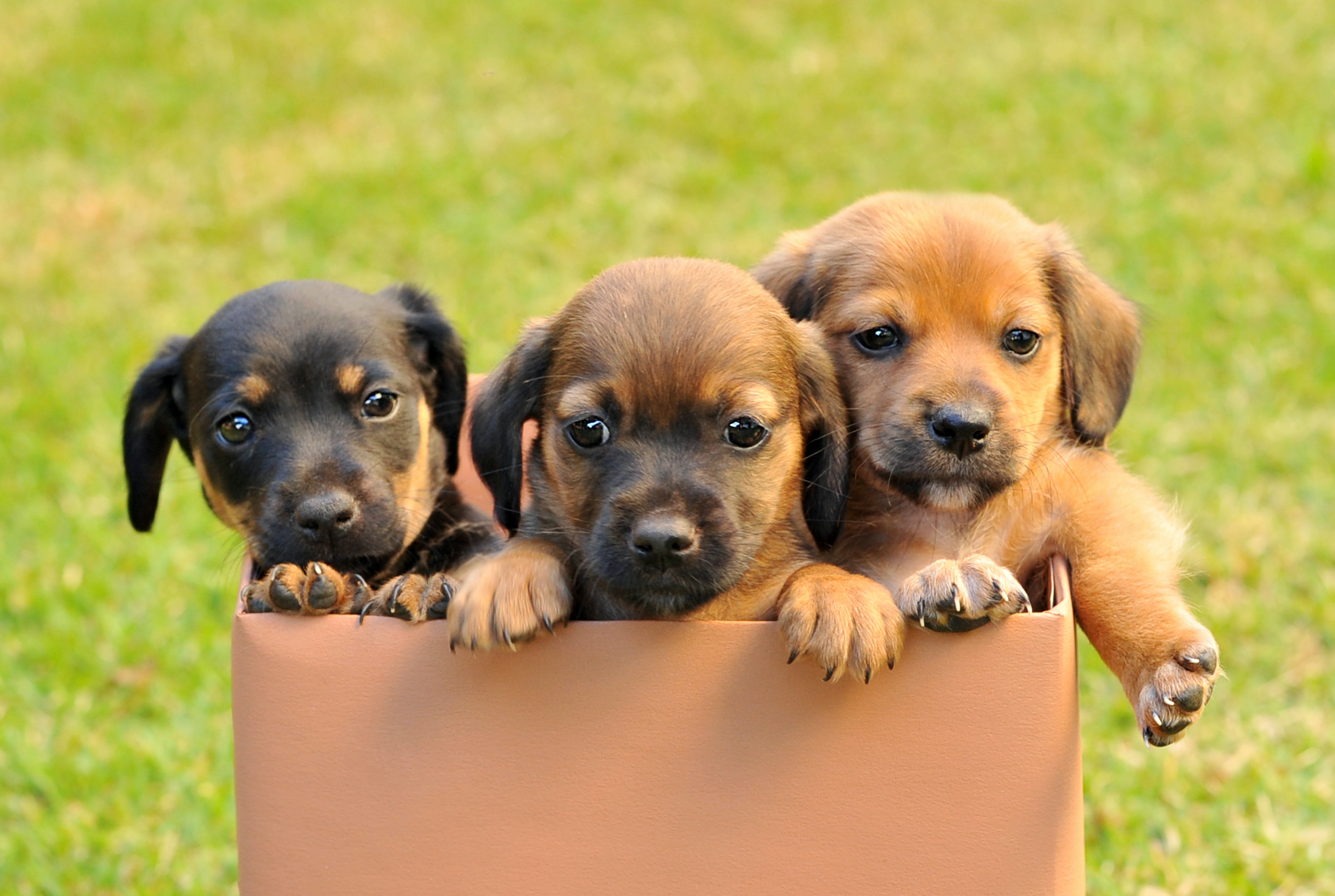 Drei Hunde in einer Box auf einer Wiese
