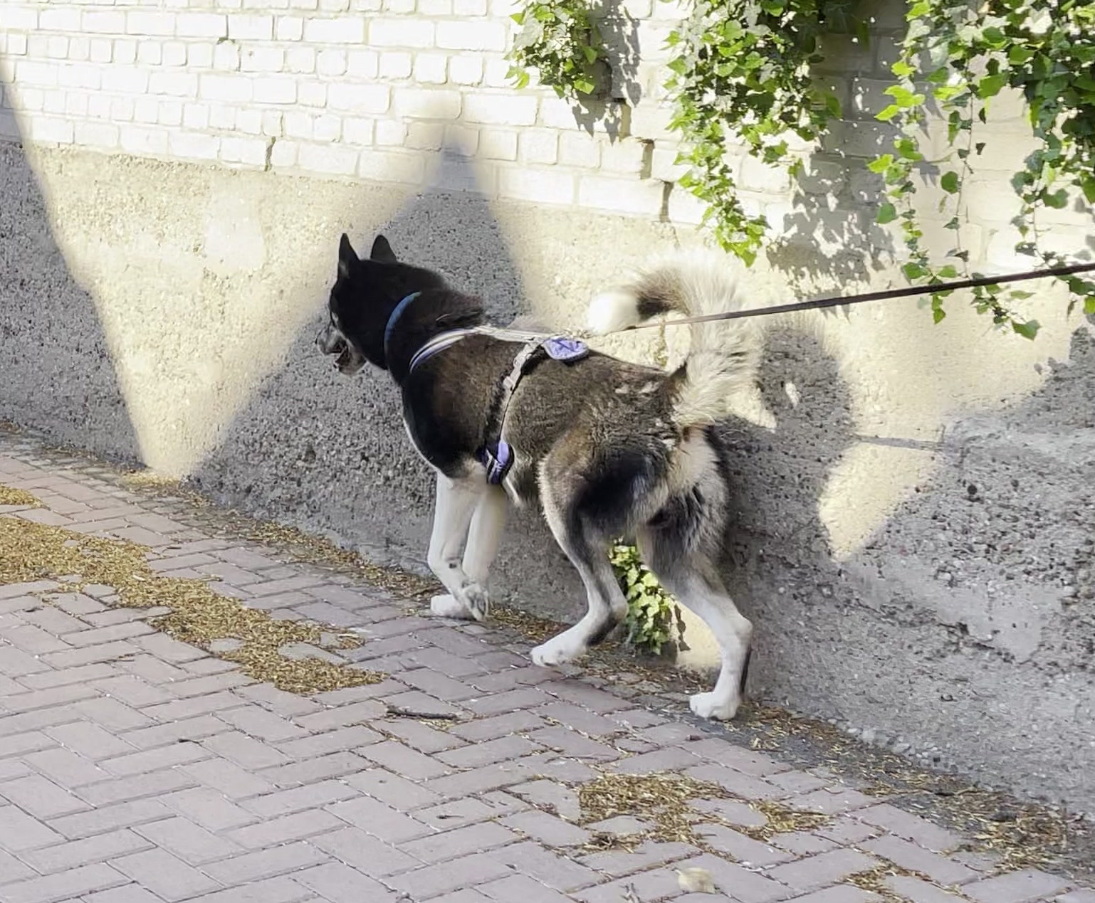 Mantrailing, Hund mit Geschirr an einer Hauswand