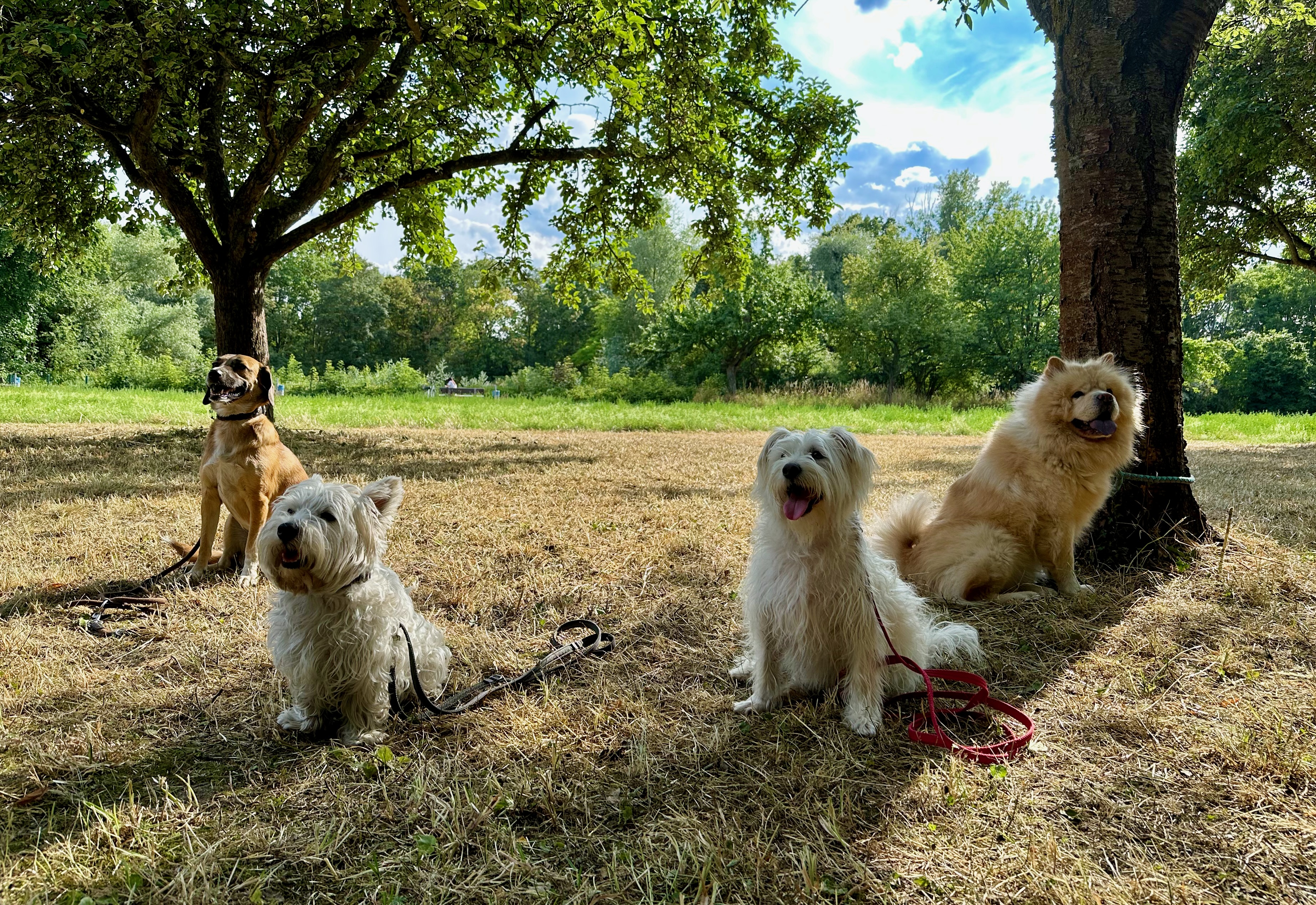 Erziehungskurs, vier Hunde sitzen nebeneinander auf einer Wiese