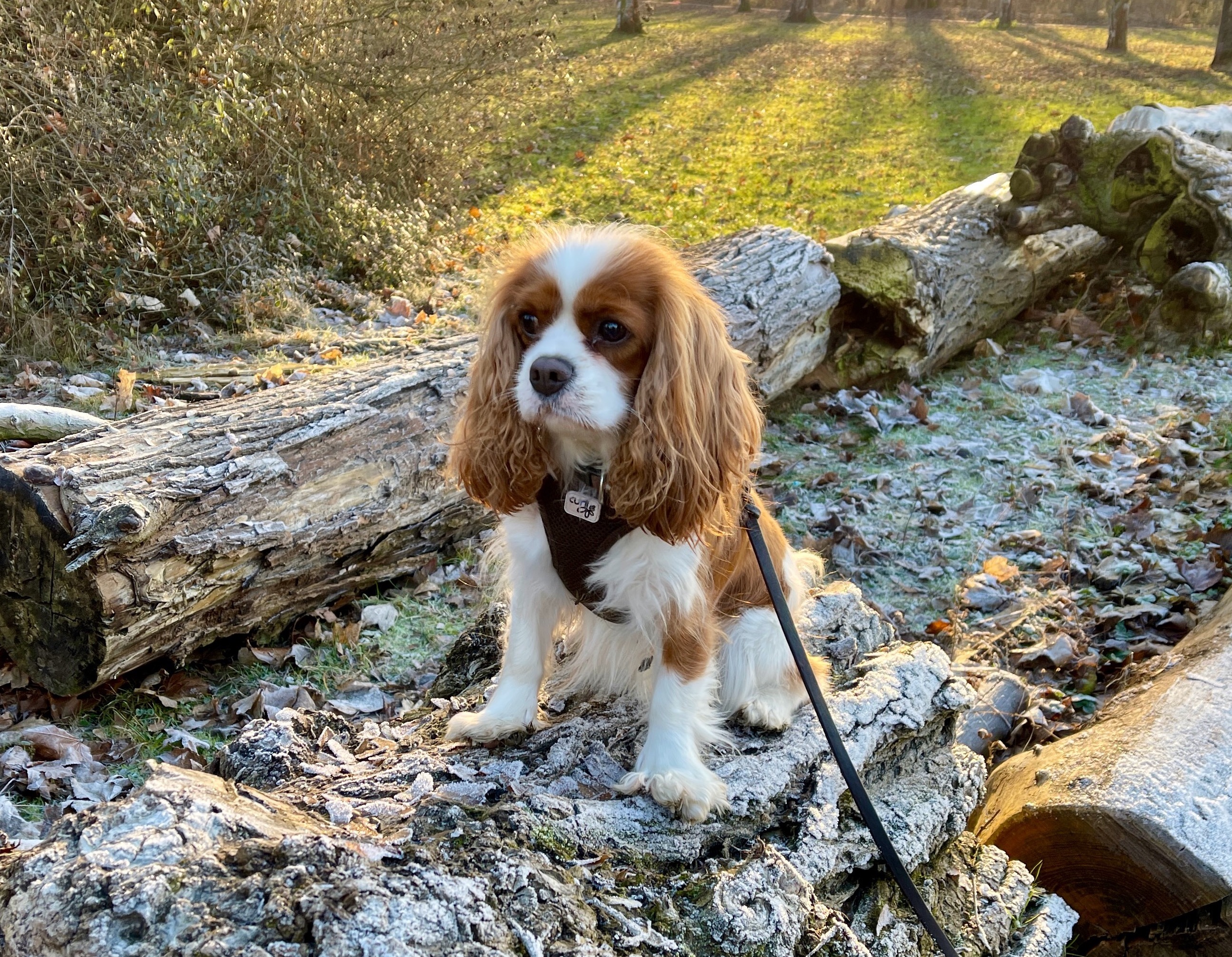 Erziehungskurs, kleiner Hund sitzt auf einem Baumstamm