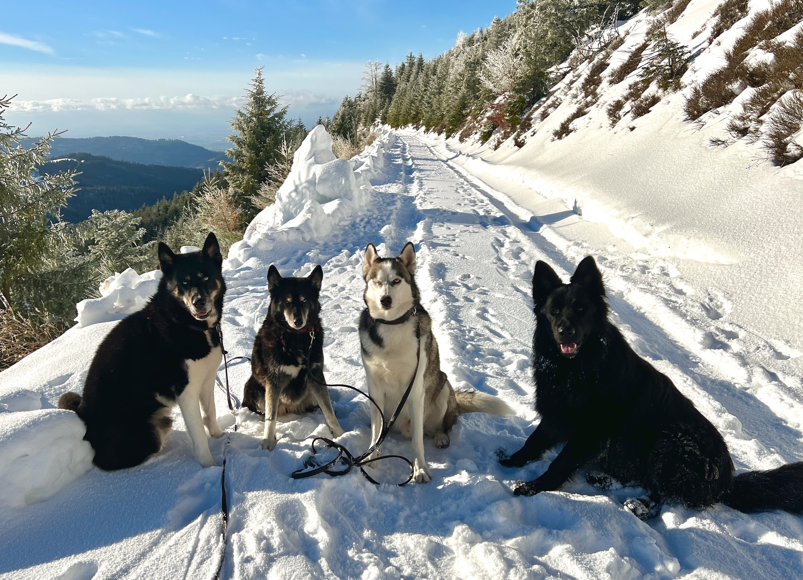 Vier Hunde in verschneiter Winterlandschaft