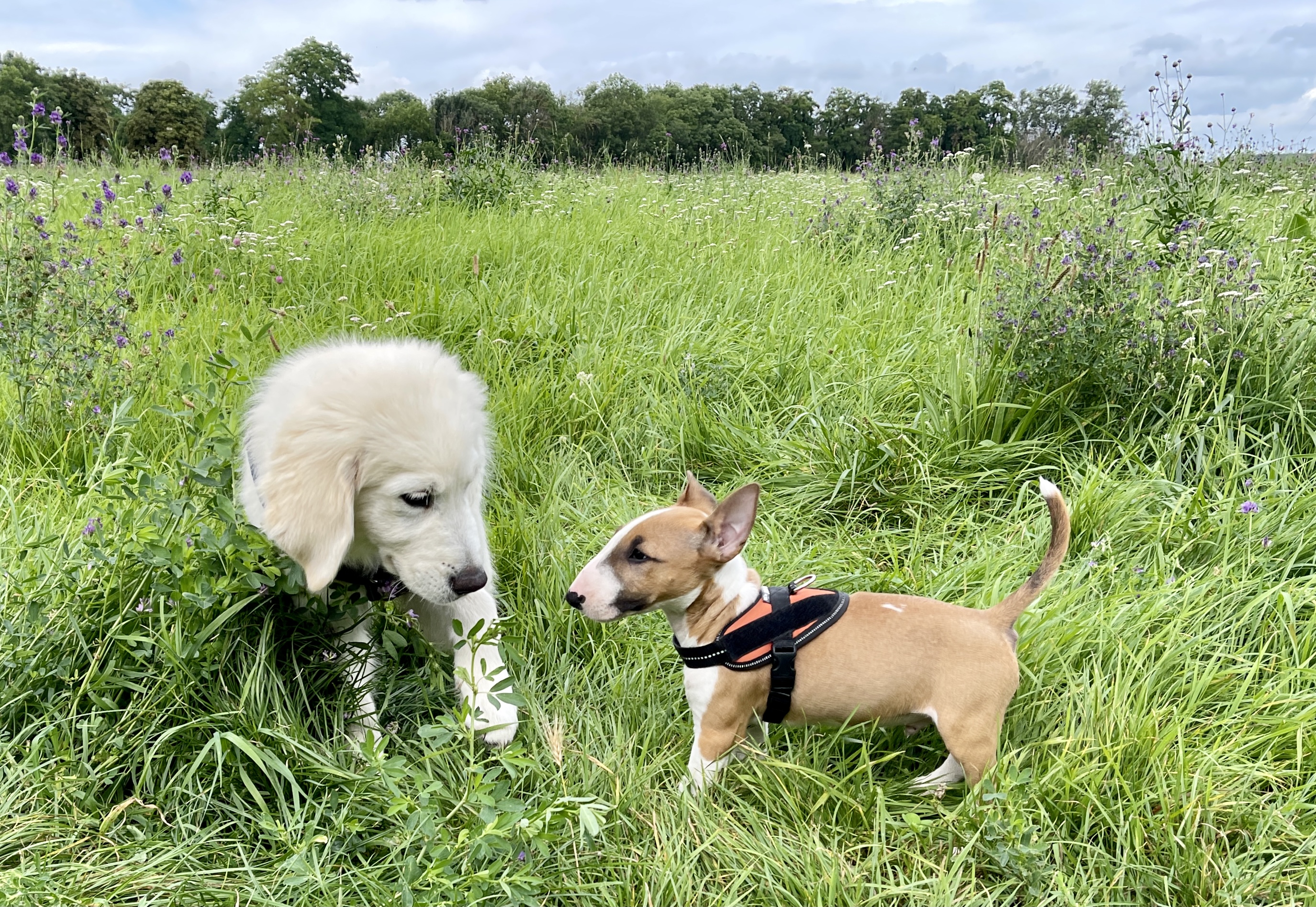 Welpengruppe, zwei Welpen auf einer Wiese