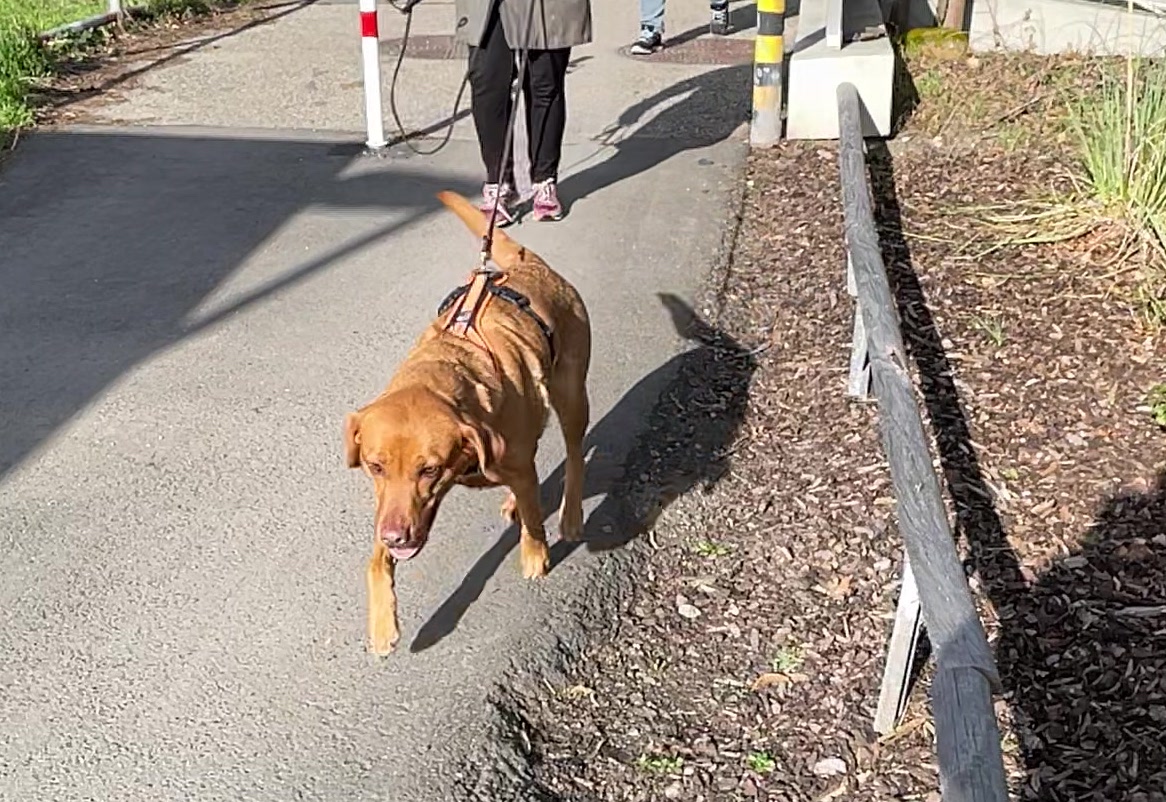 Mantrailing, Hund mit Geschirr