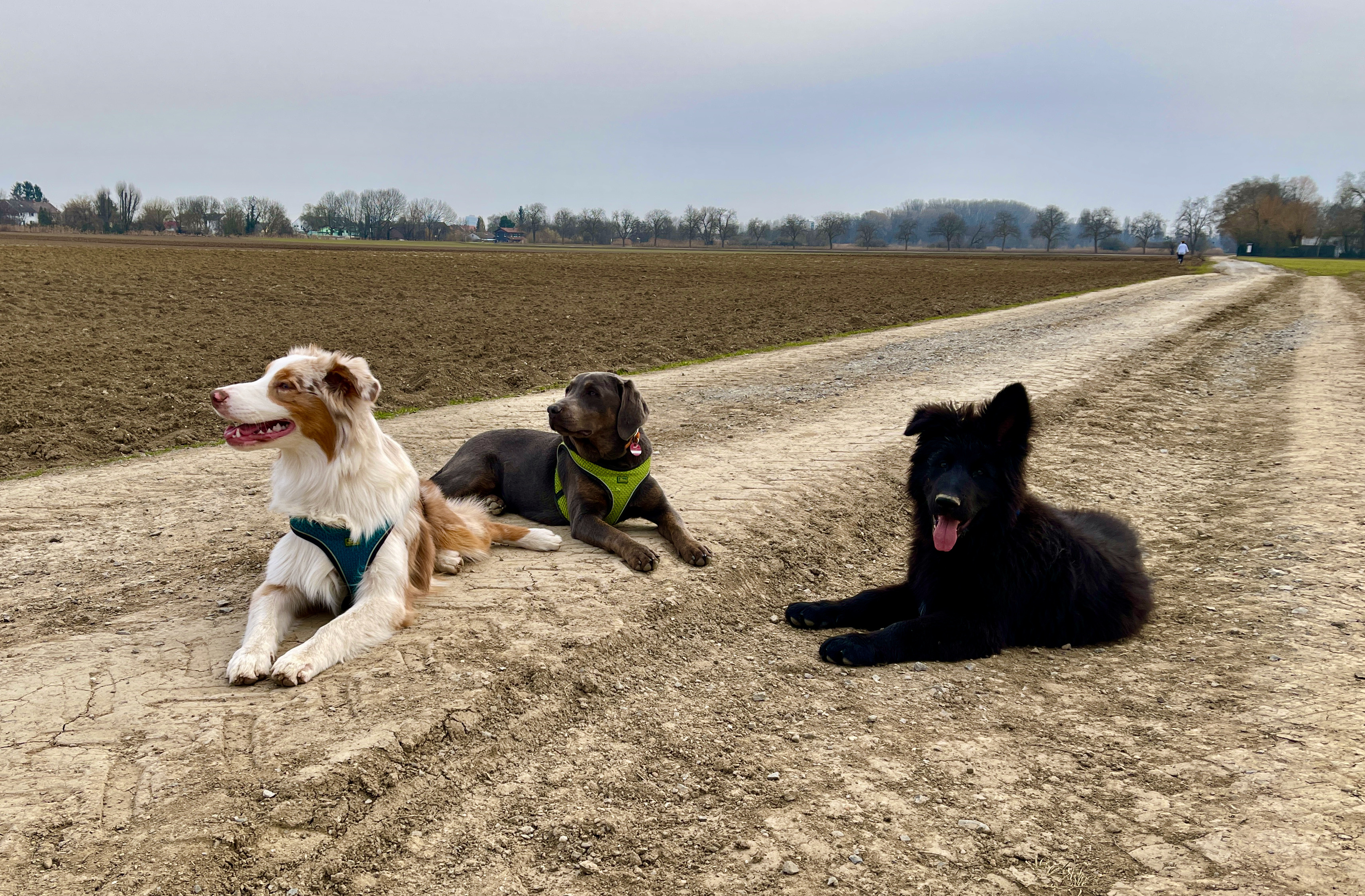 Junghundegruppe mit 3 Hunden auf einem Feldweg