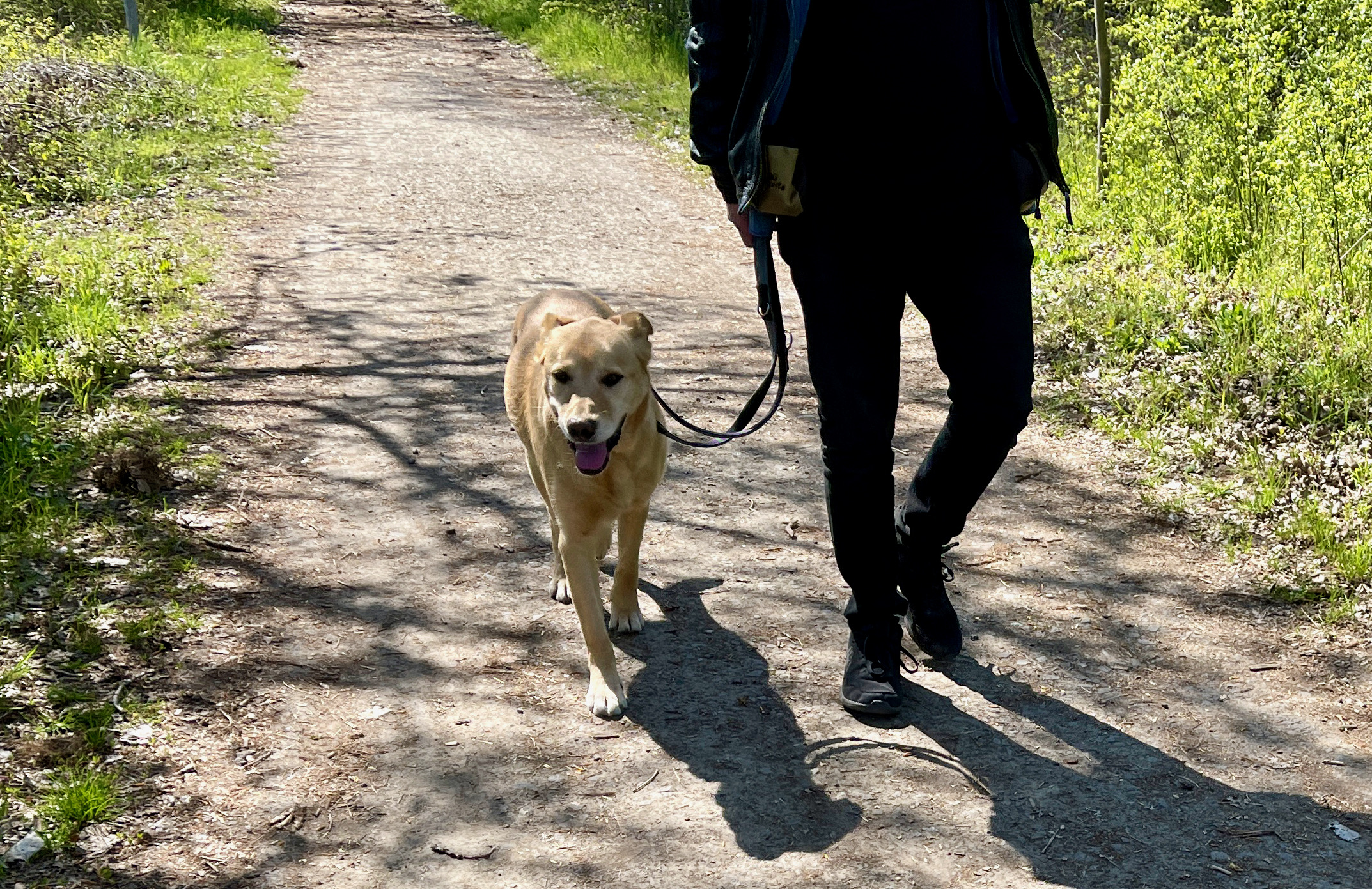 Erziehungskurs, ein Hund-Mensch-Team auf einem Feldweg